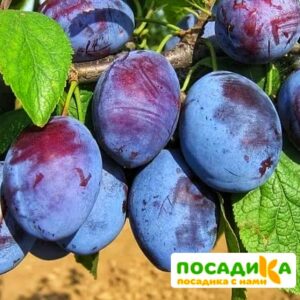 Слива Чачакская ранняя купить по цене от 229.00р. в интернет-магазине «Посадика» с доставкой почтой в в Саратове и по всей России – [изображение №1].