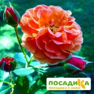 Роза Арабия купить по цене от 350.00р. в интернет-магазине «Посадика» с доставкой почтой в в Саратове и по всей России – [изображение №1].