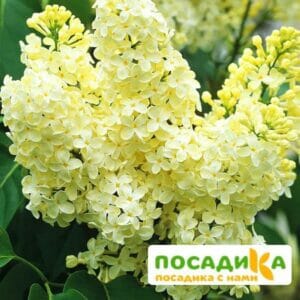 Сирень Примроуз (Primrose) купить по цене от 529.00р. в интернет-магазине «Посадика» с доставкой почтой в в Саратове и по всей России – [изображение №1].