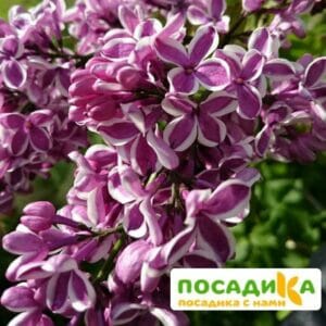 Сирень Сенсация купить по цене от 529.00р. в интернет-магазине «Посадика» с доставкой почтой в в Саратове и по всей России – [изображение №1].