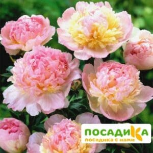 Пион Распберри Сандей (Paeonia Raspberry Sundae) купить по цене от 959р. в интернет-магазине «Посадика» с доставкой почтой в в Саратове и по всей России – [изображение №1].