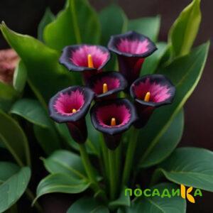 Калла Аура Лейс купить по цене от 400р. в интернет-магазине «Посадика» с доставкой почтой в в Саратове и по всей России – [изображение №1].