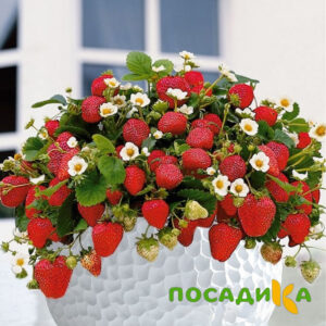 Клубника Рубиновый Шепот (горшечная) купить по цене от 240р. в интернет-магазине «Посадика» с доставкой почтой в в Саратове и по всей России – [изображение №1].