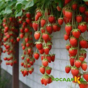 Клубника вьющаяся Комплимент купить по цене от 470р. в интернет-магазине «Посадика» с доставкой почтой в в Саратове и по всей России – [изображение №1].