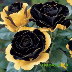 Роза Ханни Сикл купить по цене от 700р. в интернет-магазине «Посадика» с доставкой почтой в в Саратове и по всей России – [изображение №1].
