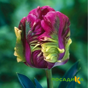 Тюльпан Экзотик Хэвен купить по цене от 186р. в интернет-магазине «Посадика» с доставкой почтой в в Саратове и по всей России – [изображение №1].