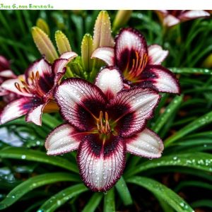 Лилейник Крим Сикл купить по цене от 799р. в интернет-магазине «Посадика» с доставкой почтой в в Саратове и по всей России – [изображение №1].