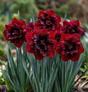 Нарцисс Сапфировый Бриз купить по цене от 3000р. в интернет-магазине «Посадика» с доставкой почтой в в Саратове и по всей России – [изображение №1].