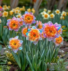 Нарцисс Айвери Дон купить по цене от 3000р. в интернет-магазине «Посадика» с доставкой почтой в в Саратове и по всей России – [изображение №1].