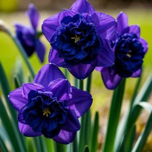 Нарцисс Арт Нуво купить по цене от 378р. в интернет-магазине «Посадика» с доставкой почтой в в Саратове и по всей России – [изображение №1].