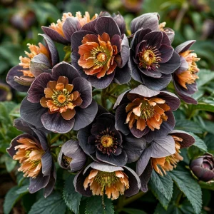 Морозник Блум Айс купить по цене от 499р. в интернет-магазине «Посадика» с доставкой почтой в в Саратове и по всей России – [изображение №1].