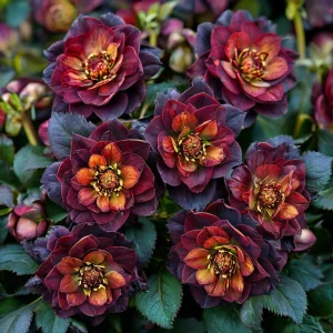 Морозник Сноу Дроп купить по цене от 348р. в интернет-магазине «Посадика» с доставкой почтой в в Саратове и по всей России – [изображение №1].