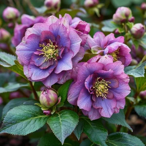 Морозник Айс Принцесс Чарм купить по цене от 650р. в интернет-магазине «Посадика» с доставкой почтой в в Саратове и по всей России – [изображение №1].