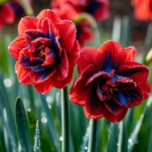 Нарцисс Эрличе купить по цене от 386р. в интернет-магазине «Посадика» с доставкой почтой в в Саратове и по всей России – [изображение №1].